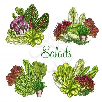 Salads and lettuces bunches. Vector set of leafy vegetables harvest of arugula or pak choi and chicory, oakleaf or corn salad and watercress, gotukola leaf, collard and swiss chard cabbage or spinach