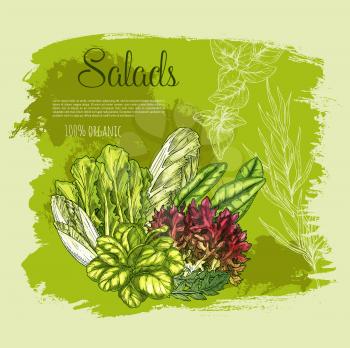 Salads vector poster. Farm fresh lettuce or leafy veggies and vegetables harvest of oakleaf or corn salad, gotukola leaf and watercress with spinach, collard and swiss chard cabbage, arugula and chico