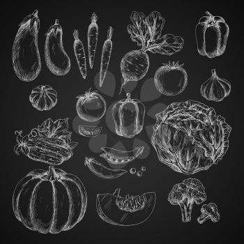Vegetables chalk sketch on blackboard. Vector isolated icons of cabbage and pumpkin, broccoli and pea or beans, bell pepper. Farm veggies tomato and cucumber, garlic or carrot, beet and eggplant harve
