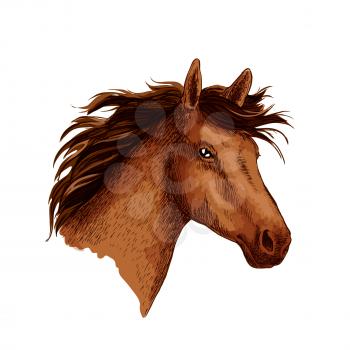 Horse or wild racehorse stallion head. Arabian brown mustang trotter or racer. Vector sketch symbol for equine sport races or rides, for equestrian racing contest or exhibition