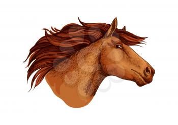 Horse or brown racehorse stallion head. Running vector arabian mustang trotter or racer sketch symbol for equine sport races or rides, equestrian racing contest, exhibition or horserace