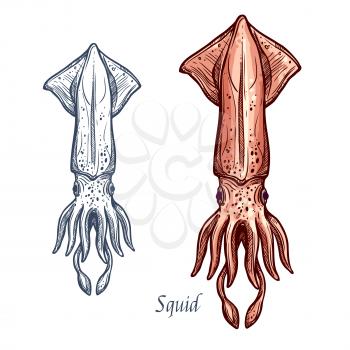 Squid sketch vector icon of ocean calamary cuttlefish or cephalopod species. Isolated fauna and zoology symbol or emblem for fishing club or fishery seafood market
