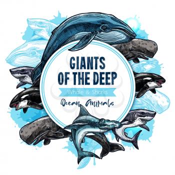 Ocean animals or deep water giants poster of killer whale or orca, sperm whale or cachalot and white shark or hammerhead. Vector predatory marine mammals species in wildlife or oceanarium design