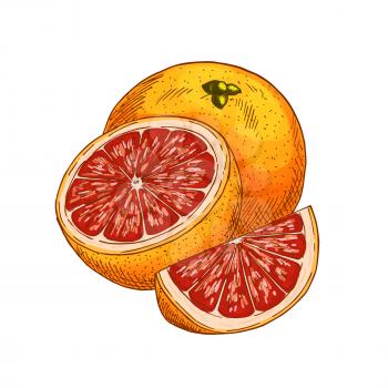 Red orange fruit sketch. Vector isolated icon of fresh whole and cut slice tropical orange or tangerine citrus fruit for jam and juice drink product label or grocery store and farm market design