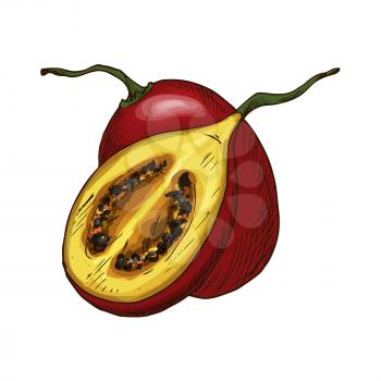 Tamarillo fruit sketch. Vector isolated icon of fresh whole and cut slice tropical exotic tree tomato or tamamoro fruit for jam and juice drink product label or grocery store and farm market design