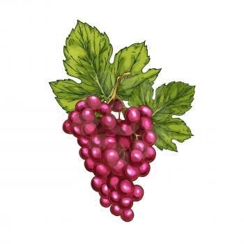 Red grape fruit sketch. Vector isolated icon of fresh grapes berries cluster. Sweet juicy grape bunch symbol for jam and juice, raisins product label or grocery store, shop and farm market design