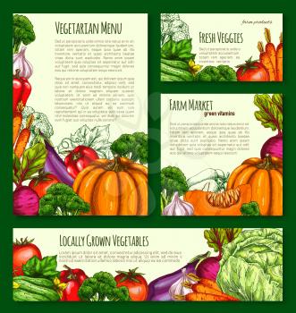 Vegetables and farm veggies vector posters and banners template. Farm harvest of pumpkin, carrot and cabbage or zucchini squash. Fresh tomato, potato or cucumber and cauliflower for vegetarian market