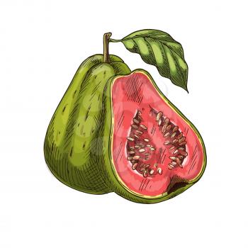 Guava fruit sketch. Vector isolated icon of fresh tropical guava in whole and cut slice for jam and exotic juice drink product label or grocery store, shop and farm market design