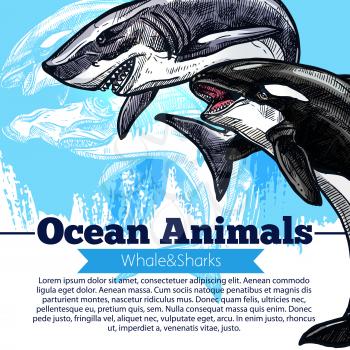 Ocean animals poster of killer whale or orca and white shark. Vector design of predatory fishes of marine mammals species in wildlife or oceanarium for fauna zoology or sea fishing