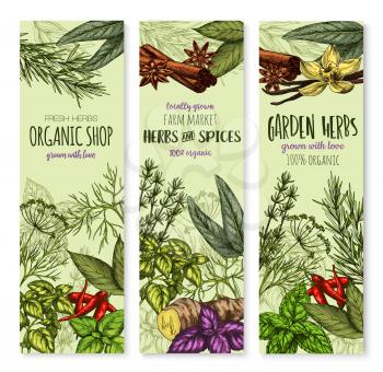 Herbs and spices banners for shop or seasonings market. Vector organic sage, bay leaf and thyme or basil and peppermint. Natural herbal spicy ginger, oregano and chili pepper or tarragon and rosemary