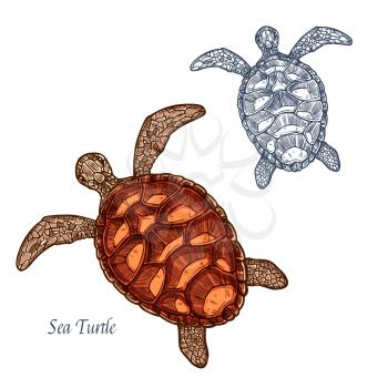 Turtle sketch vector icon. Sea reptile animal species of tortoise or terrapin with cartilaginous carapace shell. Isolated fauna and zoology symbol or emblem for fishing club or fishery seafood market
