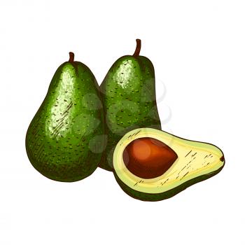 Avocado fruit sketch. Vector isolated icon of fresh tropical avocado fruit in whole and cut slice for jam and exotic juice drink product label or grocery store, shop and farm market design