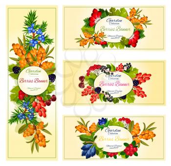 Wild berries banners set of forest honeysuckle, buckthorn or barberry and rowanberry. Vector design of wildberry fruits of ashberry, cranberry or juicy blackberry and garden blueberry harvest