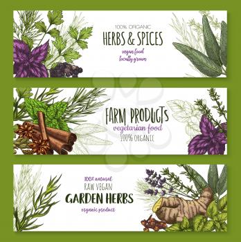 Spices and herbs farm grown and garden seasonings banners. Vector organic oregano, red basil or thyme and rosemary, natural sage or bay leaf and peppermint or spicy ginger for natural herbal market