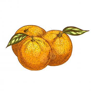 Orange fruits sketch. Vector isolated icon of fresh whole and tropical citrus or tangerine fruit for jam and juice drink product label or grocery store and farm market design