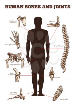 Human bones and joints vector medical anatomy poster with skeletal body parts icons of spine, shoulder and scapula or elbow, arm and hand wrist with fingers, hip pelvis and knee or leg and foot ankle