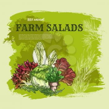 Salad leaf and green vegetable sketch poster. Fresh iceberg lettuce, chinese cabbage, red leaf lettuce, spinach, arugula, chicory, watercress. Healthy vegetarian food, salad menu, farm market design