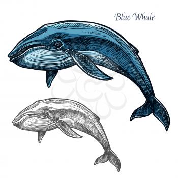 Whale sea animal isolated sketch. Swimming blue whale marine mammal symbol for underwater wildlife theme, t-shirt print, fishery industry design