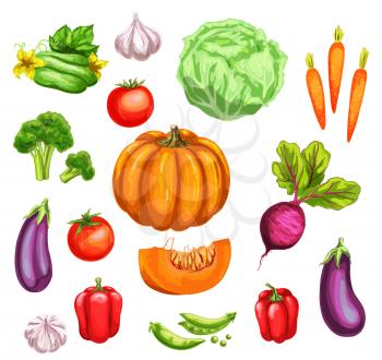 Fresh vegetable watercolor set. Tomato, carrot, bell pepper, broccoli, garlic, cabbage, cucumber, green pea, pumpkin, eggplant and beet veggies hand drawn illustration for organic farming, food design