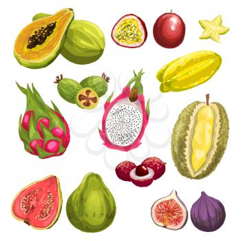Exotic fruit watercolor set. Fresh tropical dragon fruit, papaya, feijoa, passion fruit, carambola, durian, guava, lychee, fig whole fruit and slices isolated hand drawn illustration for food design