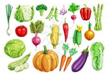 Vegetable watercolor set. Fresh tomato, carrot, pepper, cabbage, onion, radish, broccoli, green onion, cucumber, zucchini, eggplant, pumpkin, corn, pea, garlic, asparagus, cauliflower veggies design