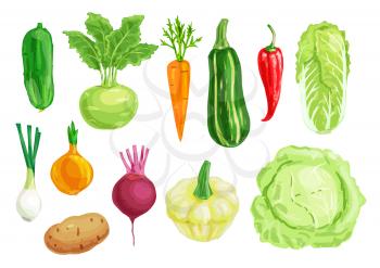 Organic vegetable watercolor illustration of carrot, pepper, cabbage, onion, potato, cucumber, zucchini, beet, kohlrabi, chinese cabbage, pattypan squash hand drawn veggies for vegetarian food design