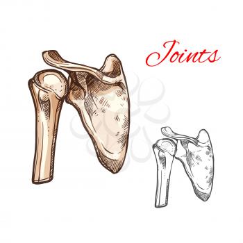 Joint and bone of human shoulder isolated sketch. Anatomical illustration of skeleton part with scapula, humeral head and clavicle for medicine, healthcare, orthopedics and traumatology themes design