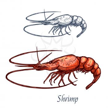 Shrimp or prawn sketch vector icon. Saltwater crayfish crustaceans marine fauna species with claws. Isolated symbol for seafood restaurant sign or emblem, fishing club or fishery market