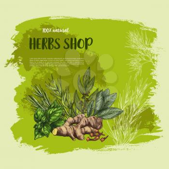 Spices and herbs vector poster for shop of farm market of grown and garden seasonings oregano, natural sage or red basil and thyme or rosemary, bay leaf, ginger and peppermint or black pepper