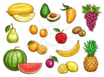 Exotic fruits isolated icons set of melon, avocado or tropical mango and grape, kiwi or apricot and pear. Vector sketch whole and sliced fruits of apple, banana or lemon and pineapple, plum and peach