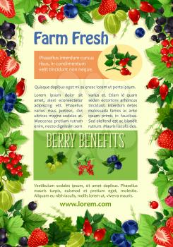 Berries vector poster for farm market or berry store. Farm fresh raspberry and black or red currant, strawberry and cherry or gooseberry, garden blueberry and blackberry or bilberry and juicy cherry f