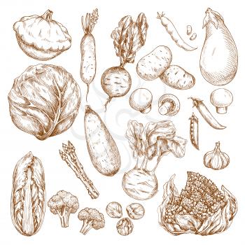 Vegetables and farm veggies vector sketch icons. Chinese cabbage and zucchini or patisony squash, eggplant and potato, asparagus and kohlrabi fresh harvest, garlic or green pea and cauliflower with mu