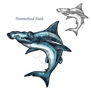 Hammerhead shark sketch vector fish icon. Isolated ocean predatory winghead shark fish species. Isolated fauna and zoology symbol or emblem for fishing club or fishery market