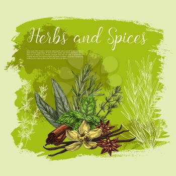 Herbs and spices vector poster. Culinary herbal seasonings of vanilla and cinnamon, cooking condiments peppermint and sage or bay leaf, peppermint and anise star seeds flavoring and rosemary dressing