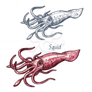 Squid seafood isolated sketch. Sea animal, european squid with pink tentacles and mantle. Seafood, fish market label, food packaging or underwater sea animal themes design