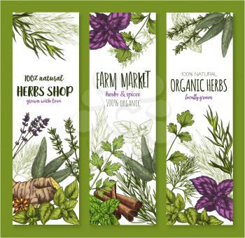 Herb and spice natural organic food ingredient sketch banner set. Fresh mint, basil, rosemary, cinnamon, parsley, ginger, thyme, anise star, dill, cardamom and sage green leaf for spice shop design