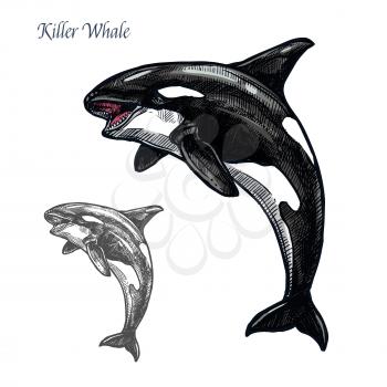 Killer whale sea animal isolated sketch. Orca or toothed whale symbol, marine predator leaping out of water with curved tail and open mouth. Dolphinarium and zoo themes, t-shirt print design