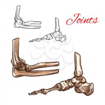 Foot, ankle, elbow bone and joint sketch. Medical anatomy of human skeleton arm and leg bones with elbow and foot joints for hospital poster, healthcare, rheumatology and orthopedics themes design