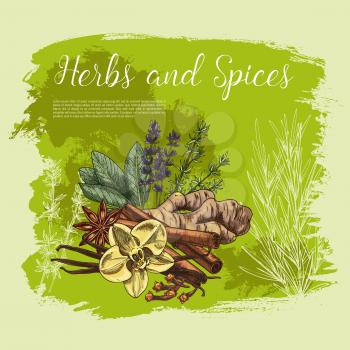 Herb and spice poster of fresh thyme, rosemary, anise star, cinnamon stick, ginger root, vanilla flower and pod, clove, sage leaf and lavender sketch. Organic farming, spice shop, healthy food design