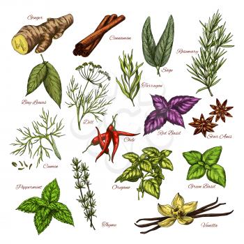 Herbs and spices sketch icons set. Vector isolated ginger, cinnamon and sage or bay leaf, rosemary or tarragon and cumin or chili pepper and basil. Peppermint, oregano and vanilla or thyme seasonings