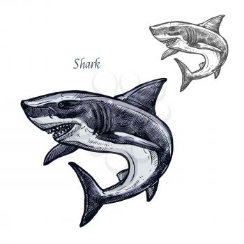 Shark sketch vector fish icon. Isolated ocean predatory white shark fish species. Isolated fauna and zoology symbol or emblem for fishing club or fishery market