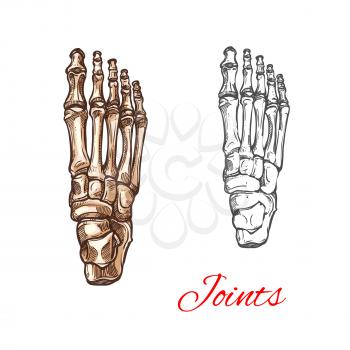 Human foot bones and joints skeleton vector sketch body anatomy icon. Isolated symbol of feet and toes limbs structure of leg organ for anatomical orthopedic or medical surgery design element