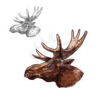 Moose elk head sketch vector icon. Wild forest stag deer or reindeer with antlers. Isolated wildlife fauna and zoology symbol or emblem for blazon for hunting sport team, nature adventure scout club