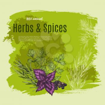 Spices and herbs or natural green seasoning vector poster for farm market of garden red basil, thyme or oregano condiments, herbal flavorings of sage or bay leaf and rosemary or peppermint and parsley
