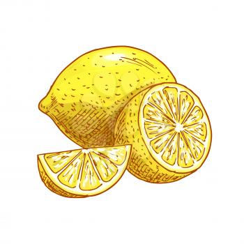 Lemon fruit sketch icons. Vector isolated symbol of fresh whole and cut sliced citrus lemons fruits for jam and juice drink product label or grocery store and farm market design