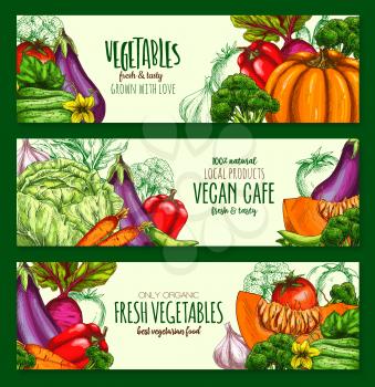 Vegetarian cafe banners of fresh organic vegan vegetables. Vector pumpkin, chinese napa cabbage and patisony zucchini squash, carrot, tomato, cucumber or potato, natural radish, celery or cauliflower
