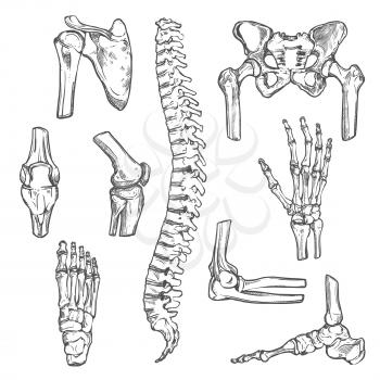 Human joints and body parts bones sketch icons. Vector isolated set of spine pelvis, shoulder scapula or elbow, leg knee and foot ankle, arm and hand wrist with fingers for medical anatomy or surgery