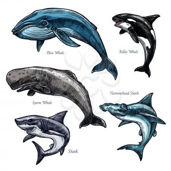 Whales and sharks icons set of blue and killer whale or orca, hammerhead shark and sperm whale or cachalot. Isolated sketch of ocean giant predatory marine animals or mammal fishes