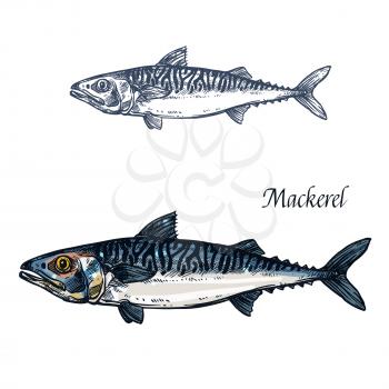 Mackerel fish vector sketch icon. Isolated sea scomber or atlantic scombridae fish species. Isolated marine fauna symbol for seafood or fish food restaurant sign emblem, fishing club or fishery market