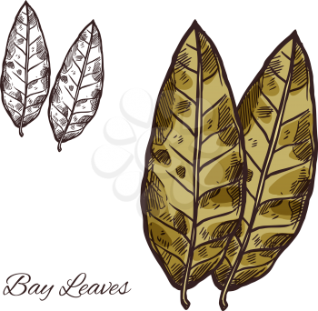 Bay leaf sketch of spice and culinary herb. Green bay leaf of laurel tree isolated icon of spicy cooking ingredient, food seasoning and flavoring for food packaging and spice shop design